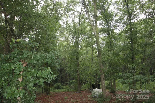 a view of a forest with trees in the background