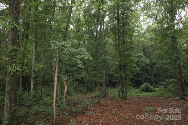 a view of a forest with trees in the background