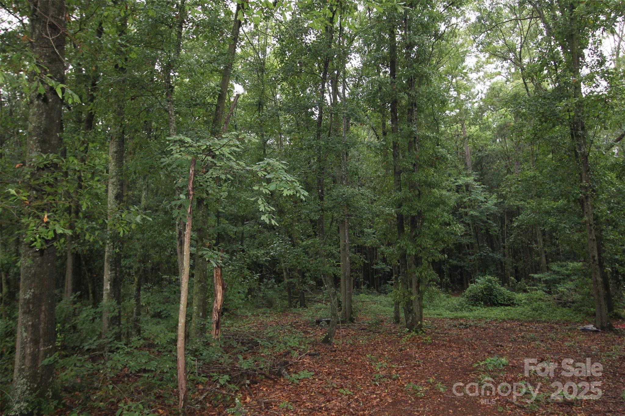 Tbd Rainbow Road Wadesboro, NC 28170 - Photo 3 of 4 a view of a forest with trees in the background