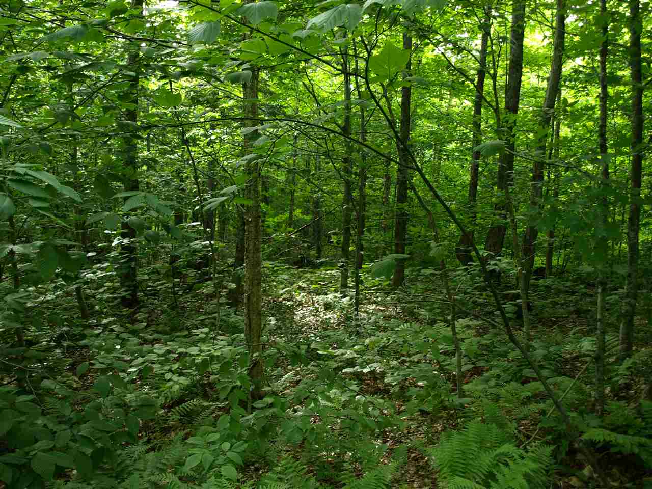 950 Stevens Mill Road Jay, VT 05859 - Photo 3 of 18 Gallery Image 3