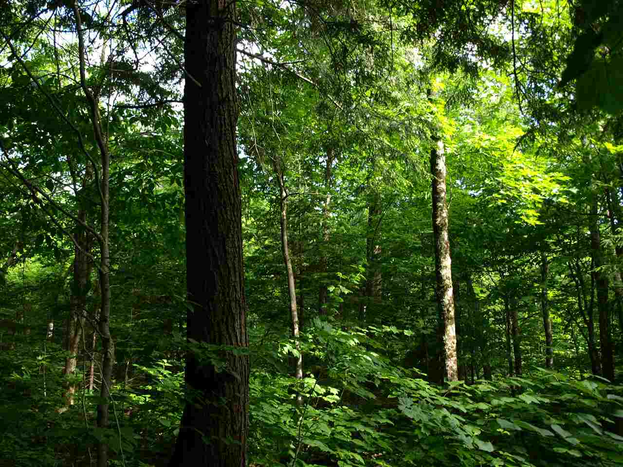 950 Stevens Mill Road Jay, VT 05859 - Photo 4 of 18 Gallery Image 4