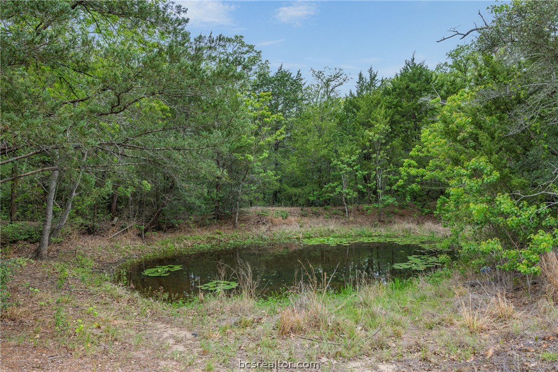 604 Hilton Road Bryan, TX 77807 - Photo 11 of 31 a view of a lush green forest with lots of trees