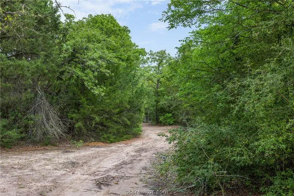 a view of a forest with trees in the background