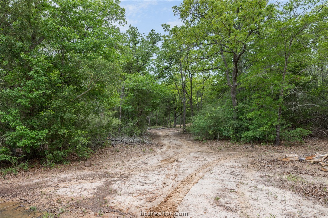 604 Hilton Road Bryan, TX 77807 - Photo 9 of 31 a view of a forest with trees in the background