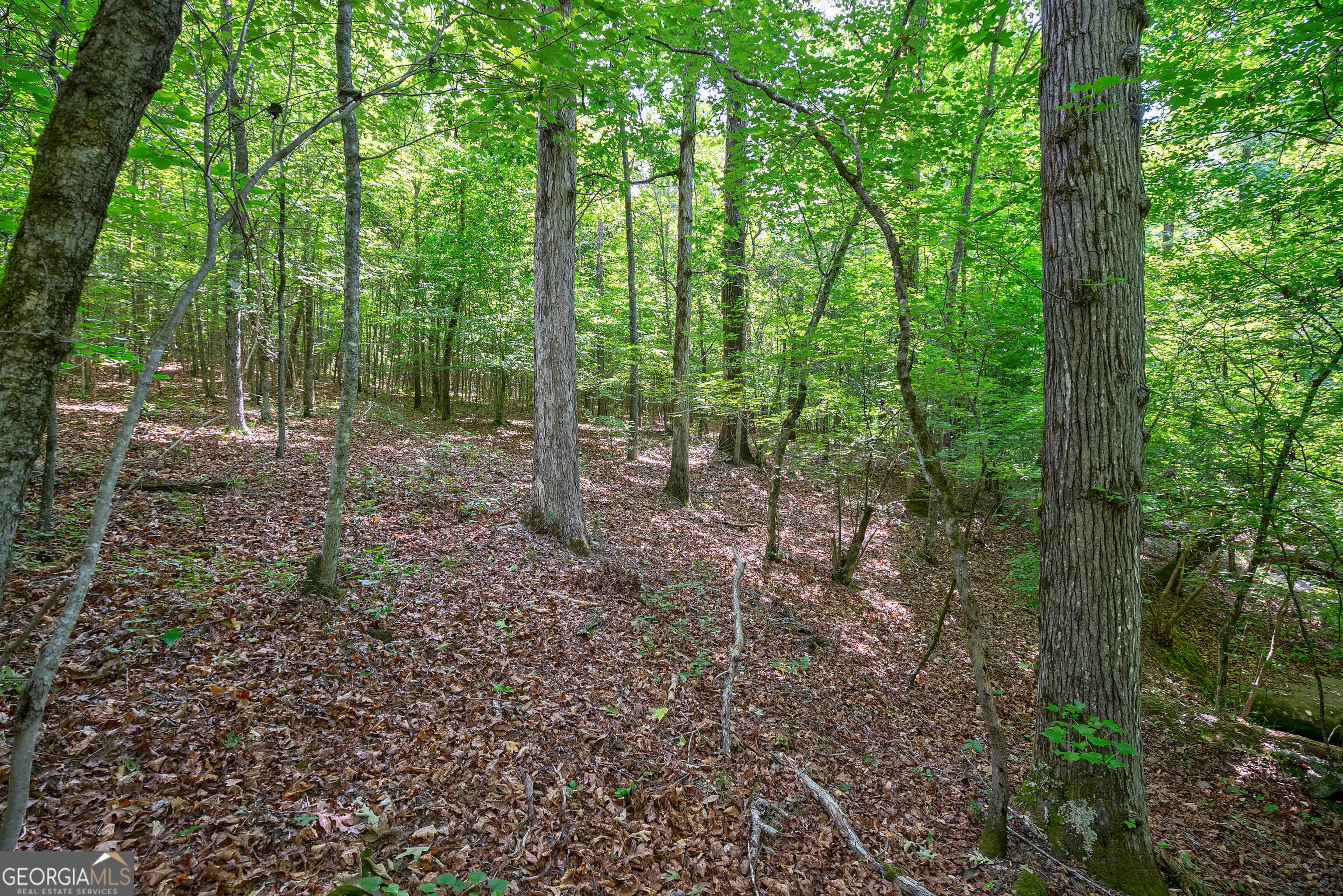 0 Gene Smith Road Carlton, GA 30627 - Photo 17 of 29 a view of a forest with trees in the background