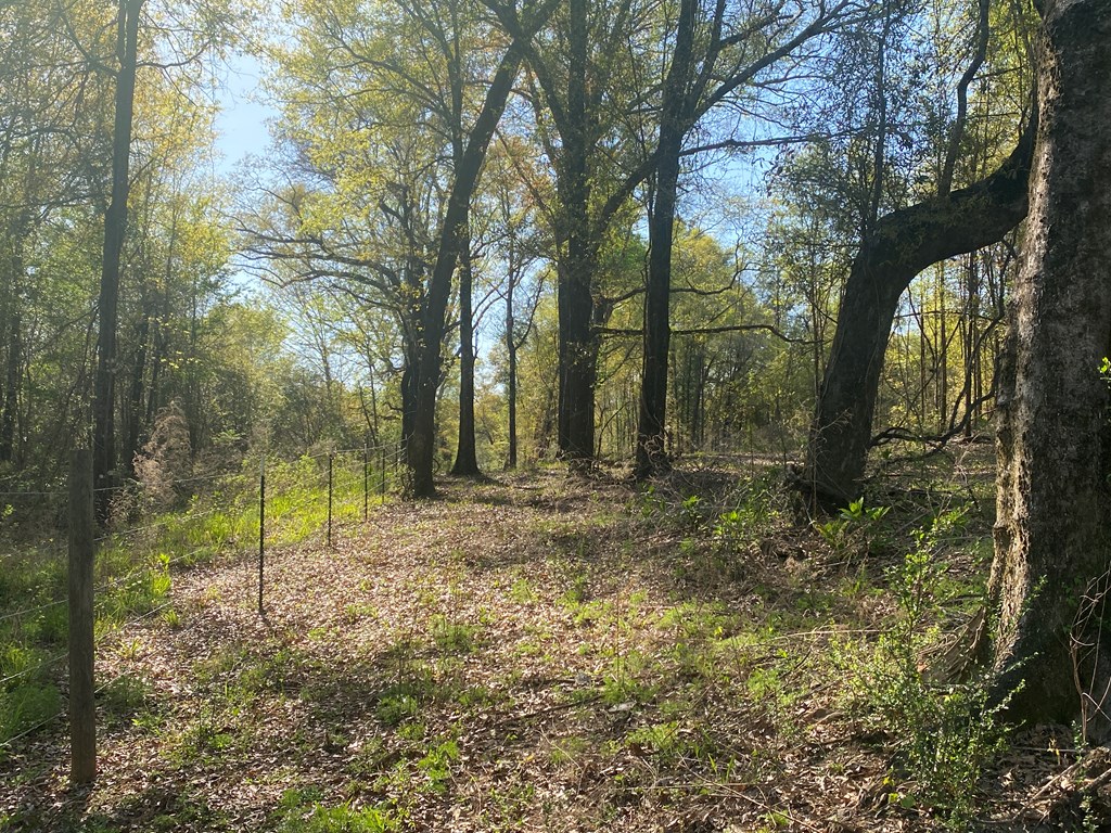 0 Co Road Abbeville, AL 36310 - Photo 32 of 53
