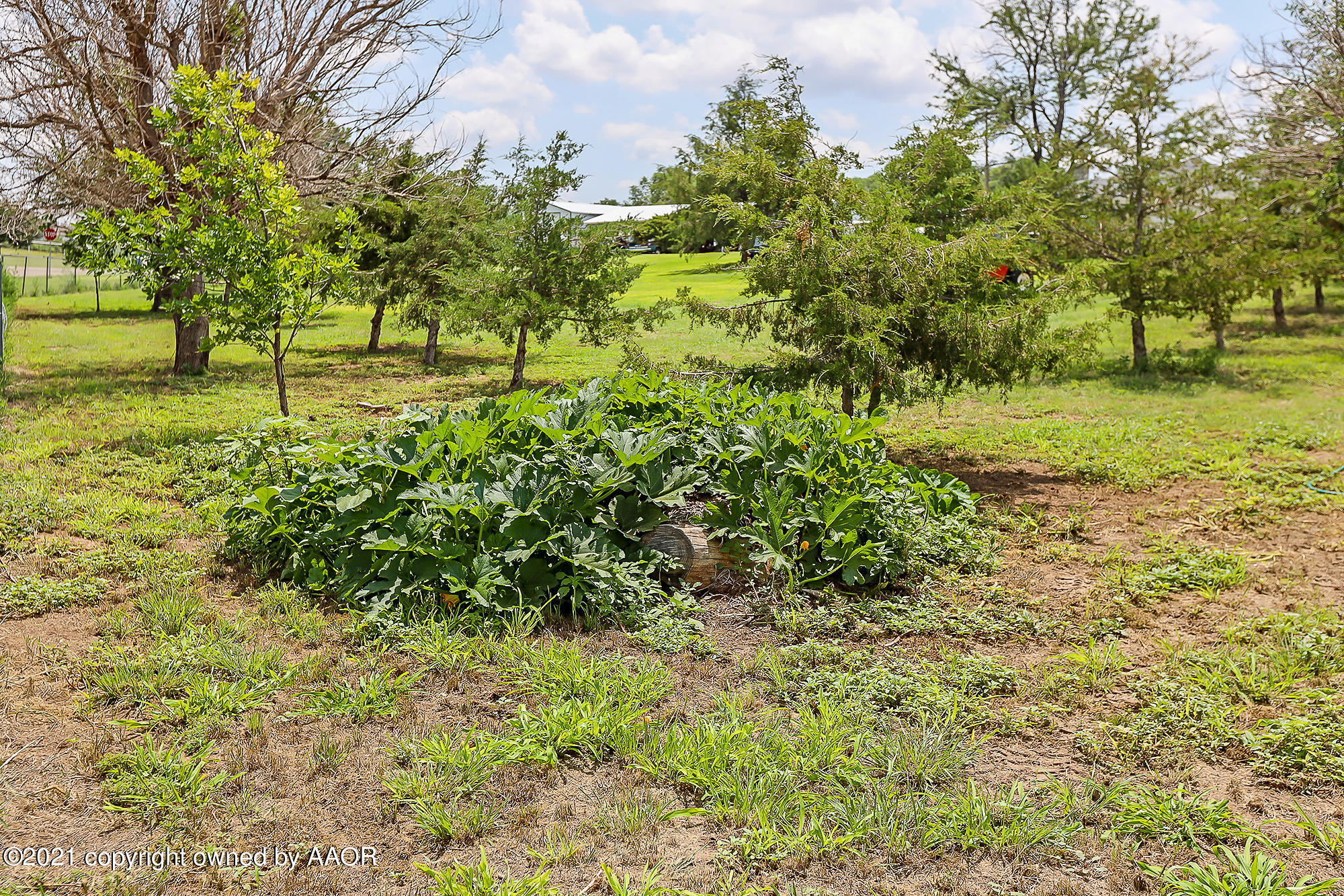 201 Appaloosa Road Amarillo, TX 79108 - Photo 34 of 34 Squash Garden
