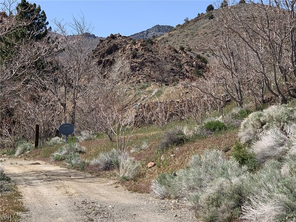 75 Main Street Silver City, NV 89428 - Photo 2 of 23 a view of a dry forest with trees in the background