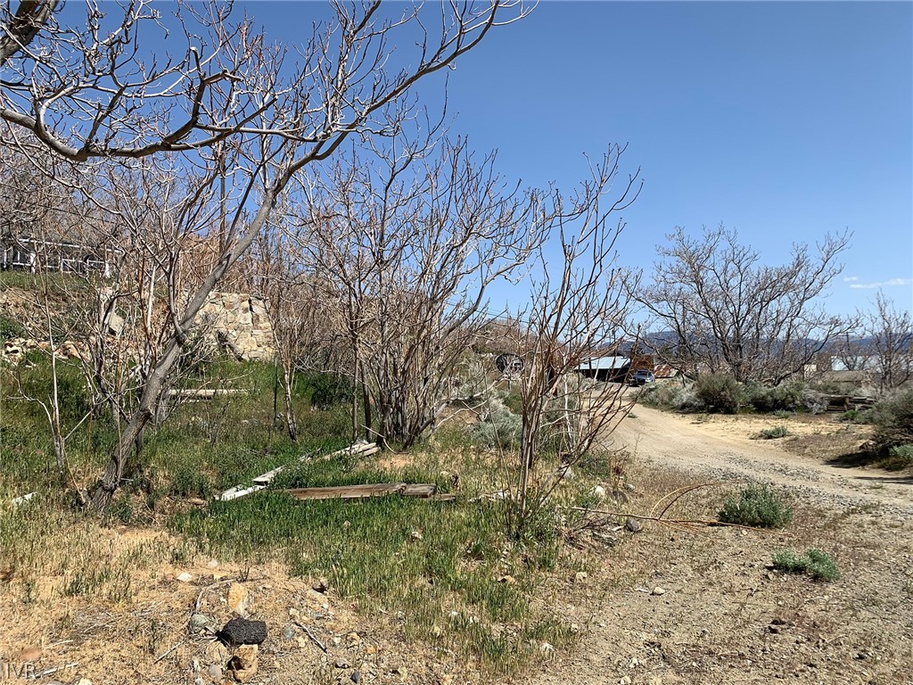 75 Main Street Silver City, NV 89428 - Photo 5 of 23 a view of a yard with plants and trees