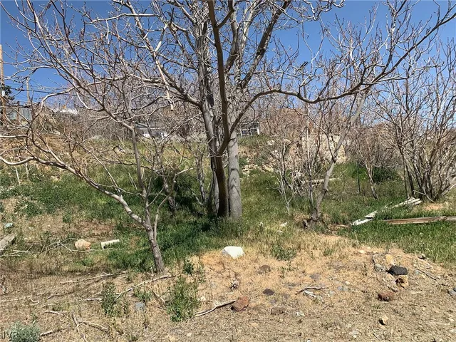 a view of a yard with plants and large trees