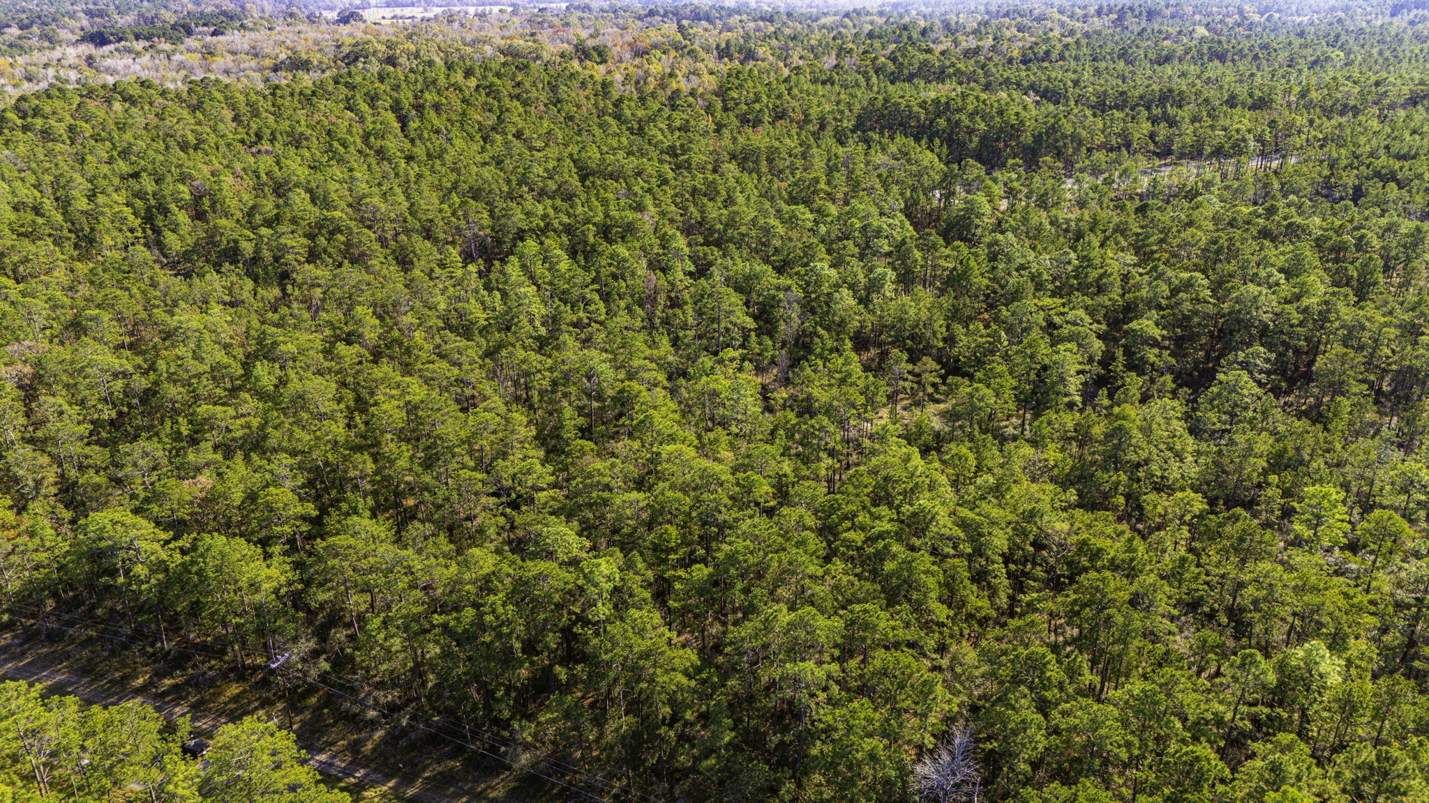 39 Sportsman Retreat Road Onalaska, TX 77360 - Photo 6 of 11 a view of a big yard with plants and large trees