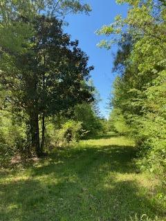 0 Gated Horse Road Meggett, SC 29449 - Photo 3 of 3 grassy road