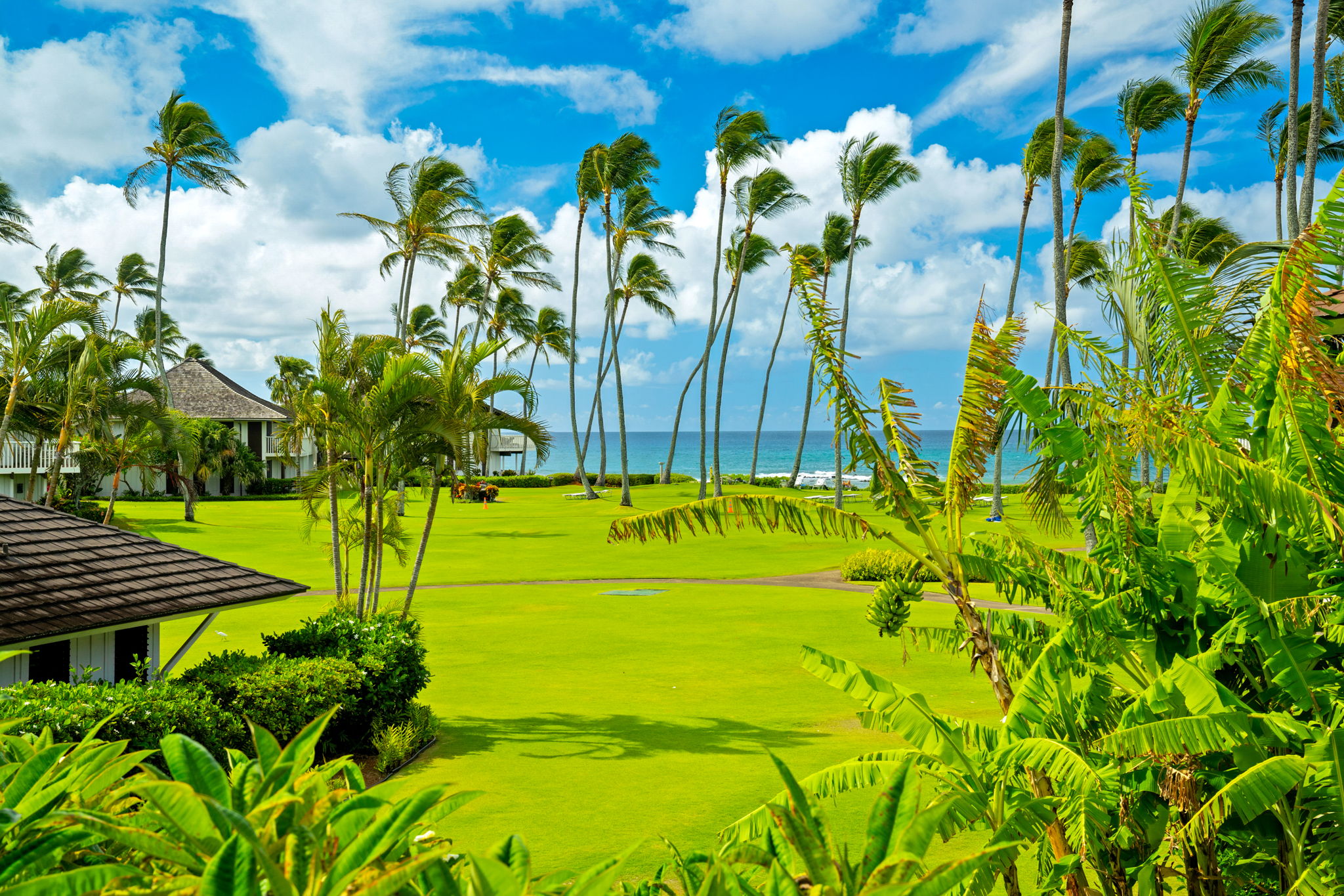 2253 Poipu Road, Unit 163 Koloa, HI 96756 - Photo 1 of 3 a view of a flower in a garden