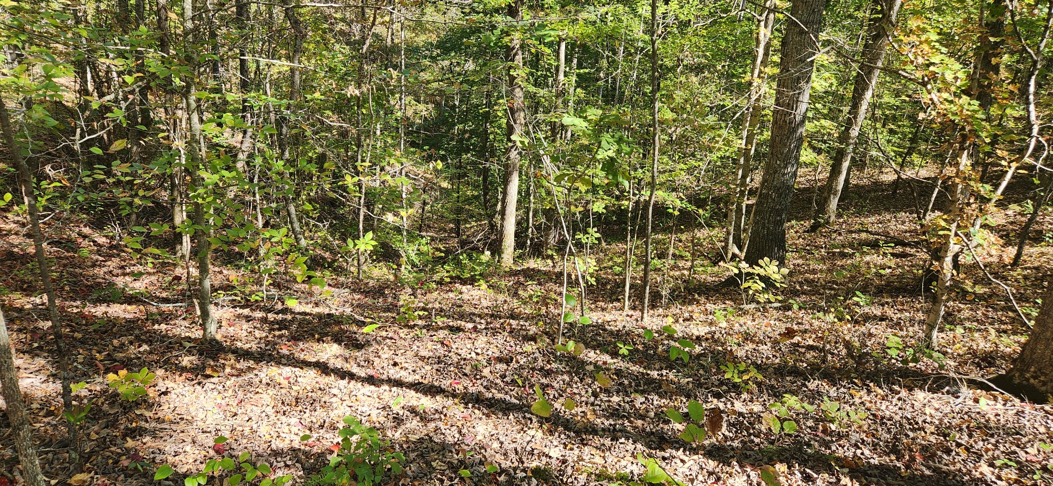 0 Swan Creek Road Centerville, TN 37033 - Photo 5 of 8 Looking down one of the steep hollows.