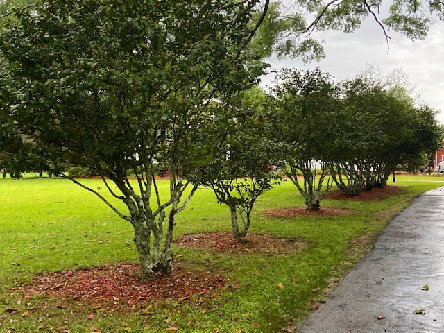 7165 Centerville Road Magnolia, MS 39652 - Photo 51 of 58 Photo 51