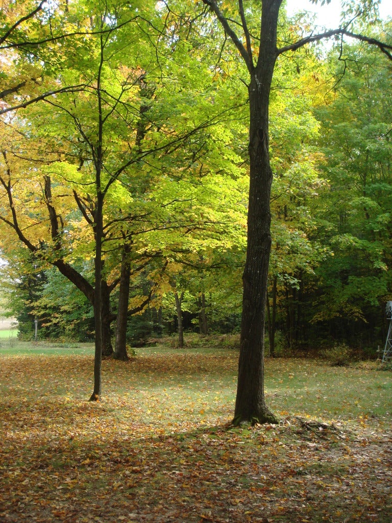 661 West Alexander Road Vanderbilt, MI 49795 - Photo 10 of 28 Gallery Image 10