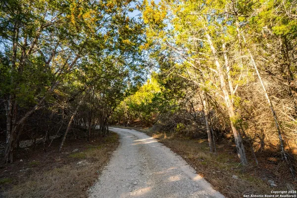 a view of a forest with trees in the background