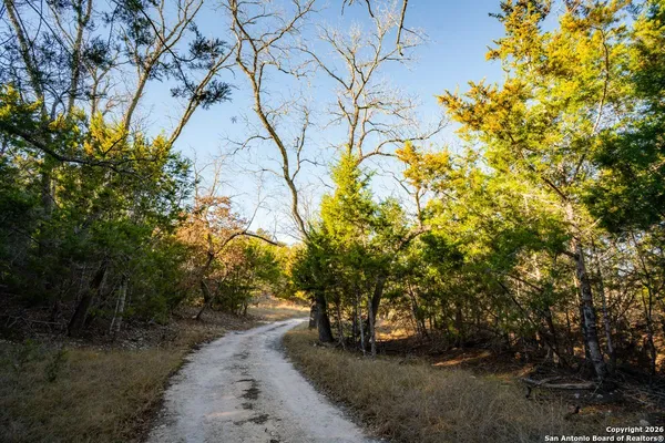 a view of a yard with plants and trees