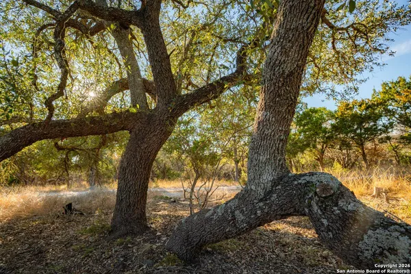 a view of a tree in a yard