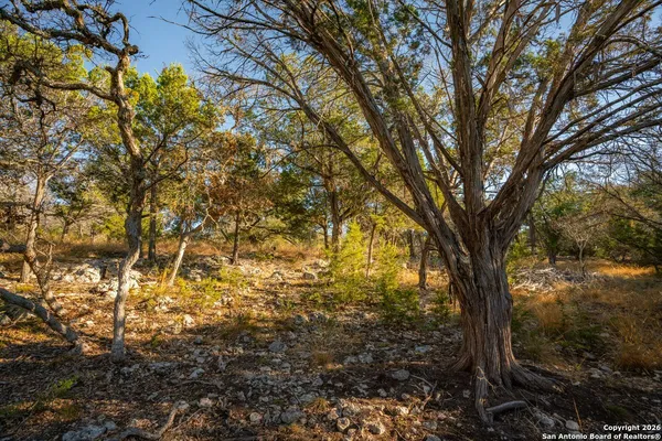 a view of a trees with a tree