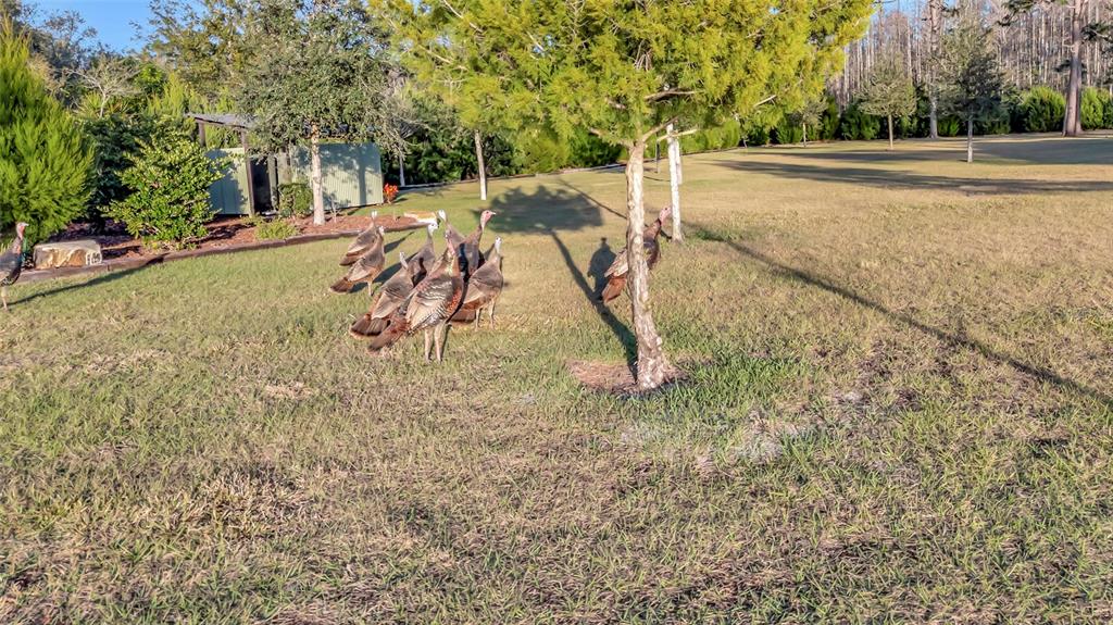 7330 Crabgrass Road St. Cloud, FL 34773 - Photo 38 of 60 a view of outdoor space with playground and green space