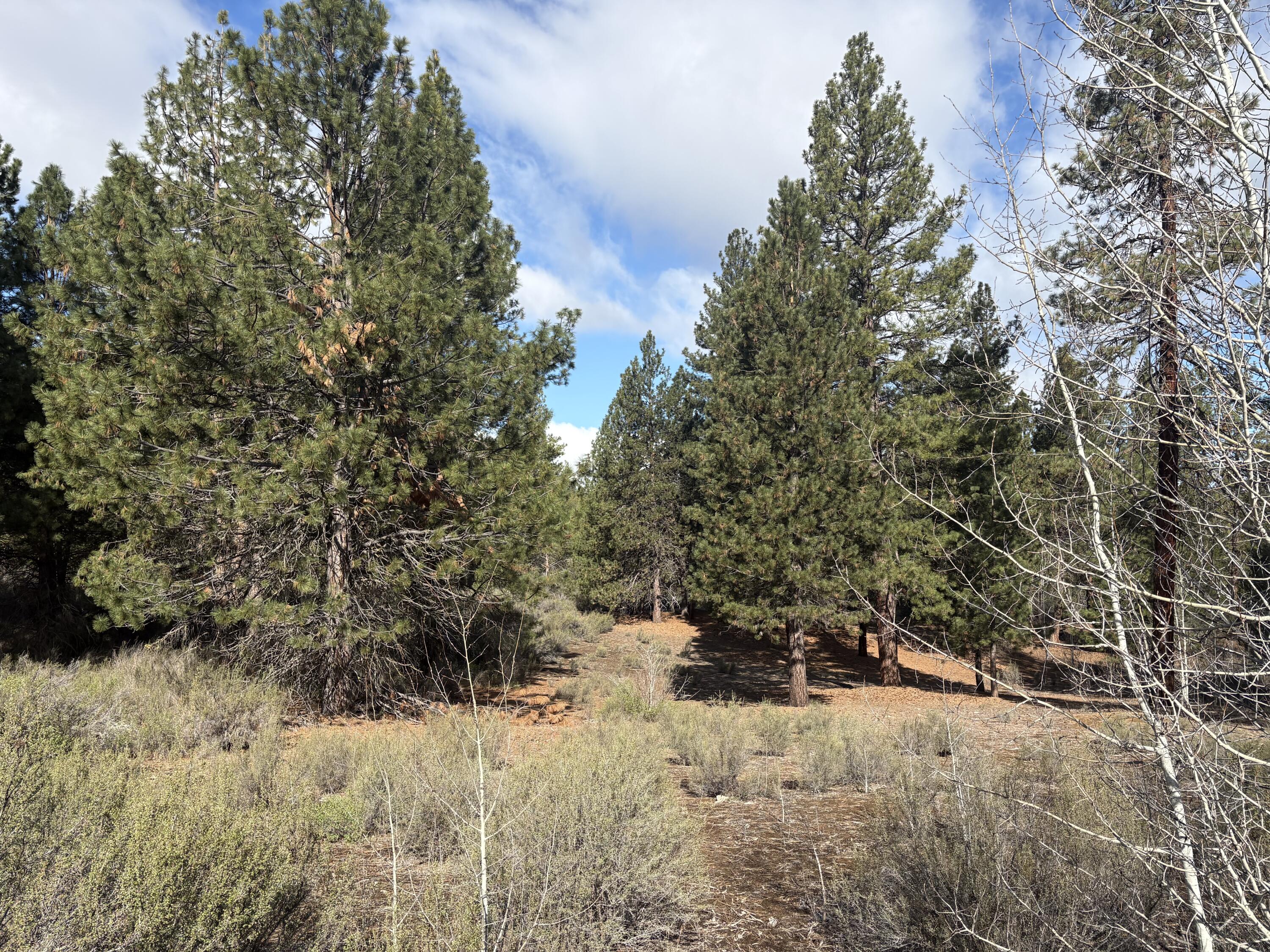 0 Pine Ridge Loop, Unit LOT 5 Chiloquin, OR 97624 - Photo 8 of 8 IMG_2267