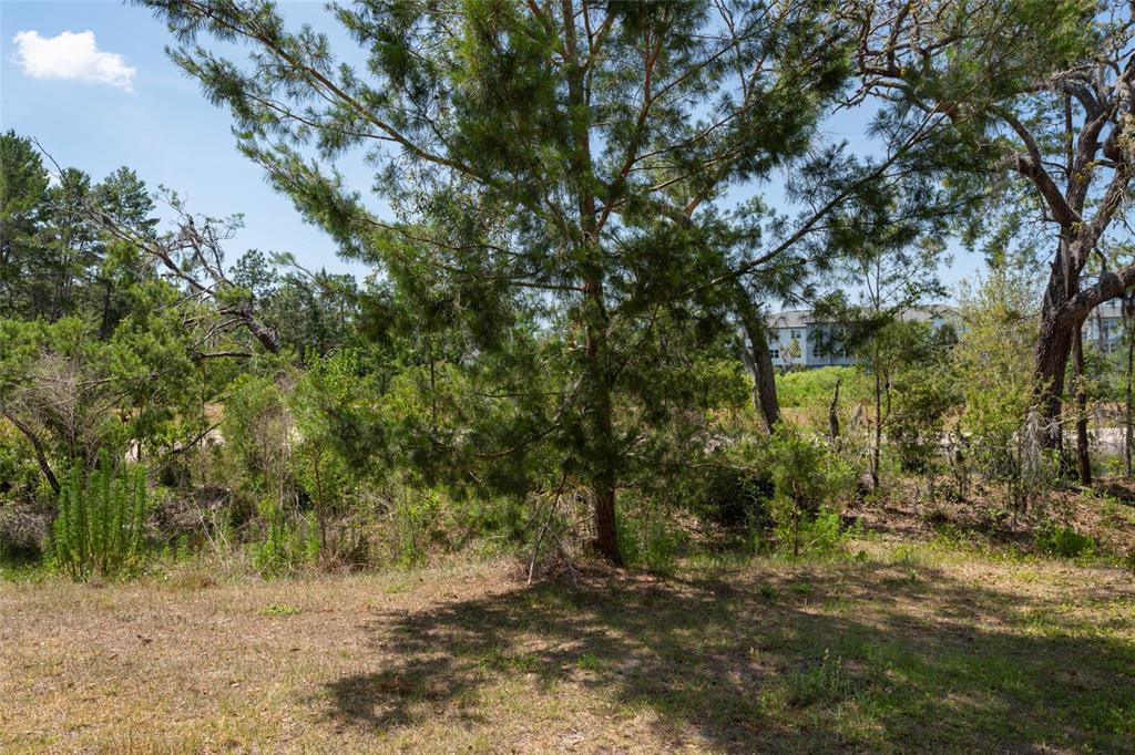 11704 Castine Street New Port Richey, FL 34654 - Photo 6 of 31 a big yard with lots of green space