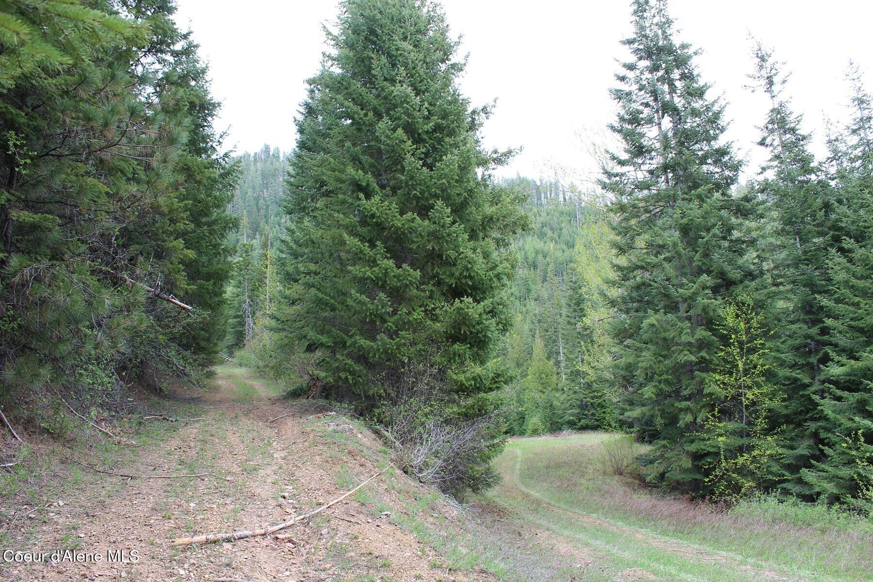 19 A Daisy Gulch Road Mullan, ID 83846 - Photo 22 of 33 Last curve into property