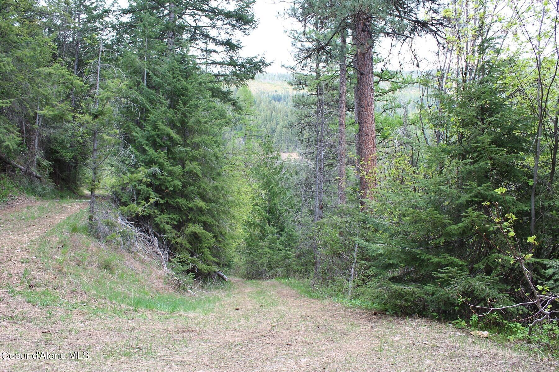 19 A Daisy Gulch Road Mullan, ID 83846 - Photo 26 of 33 1st turn down USFS Path