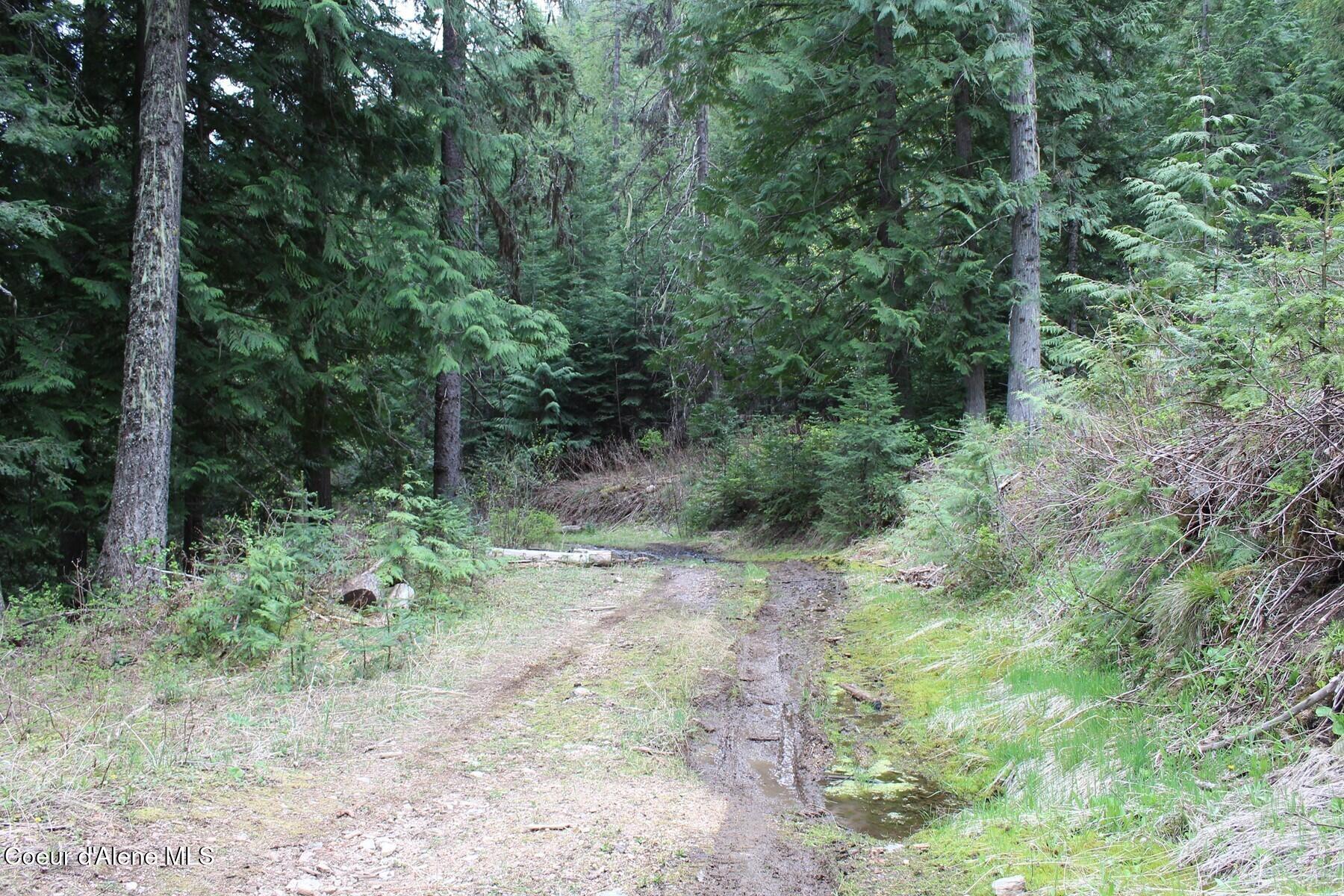 19 A Daisy Gulch Road Mullan, ID 83846 - Photo 28 of 33 the only wet road spot in May