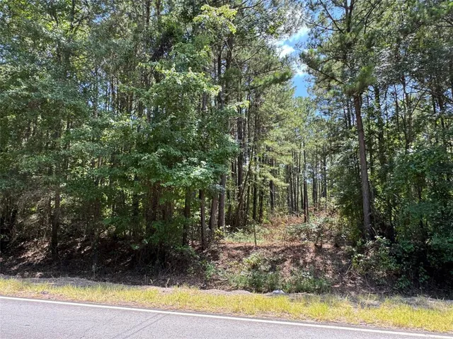 a view of a yard with plants and large trees