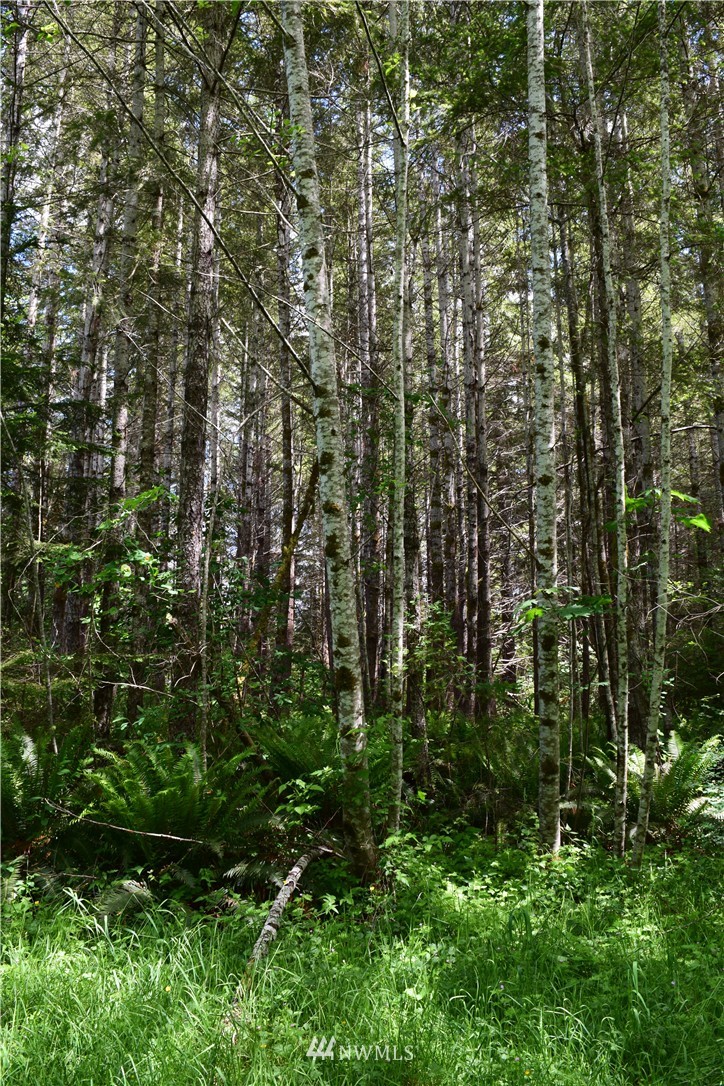 25 Lords Lake Loop Road Quilcene, WA 98376 - Photo 7 of 13