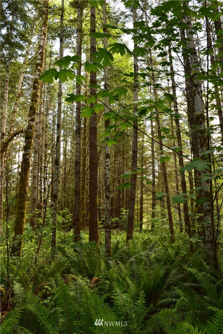 25 Lords Lake Loop Road Quilcene, WA 98376 - Photo 8 of 13