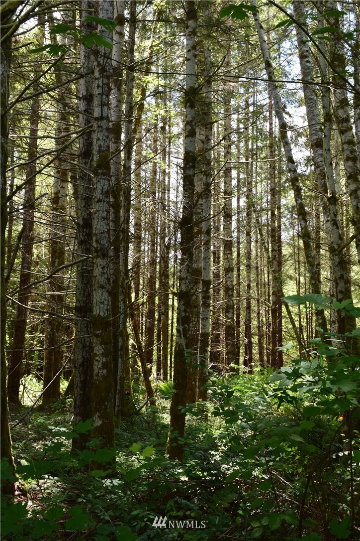 25 Lords Lake Loop Road Quilcene, WA 98376 - Photo 9 of 13