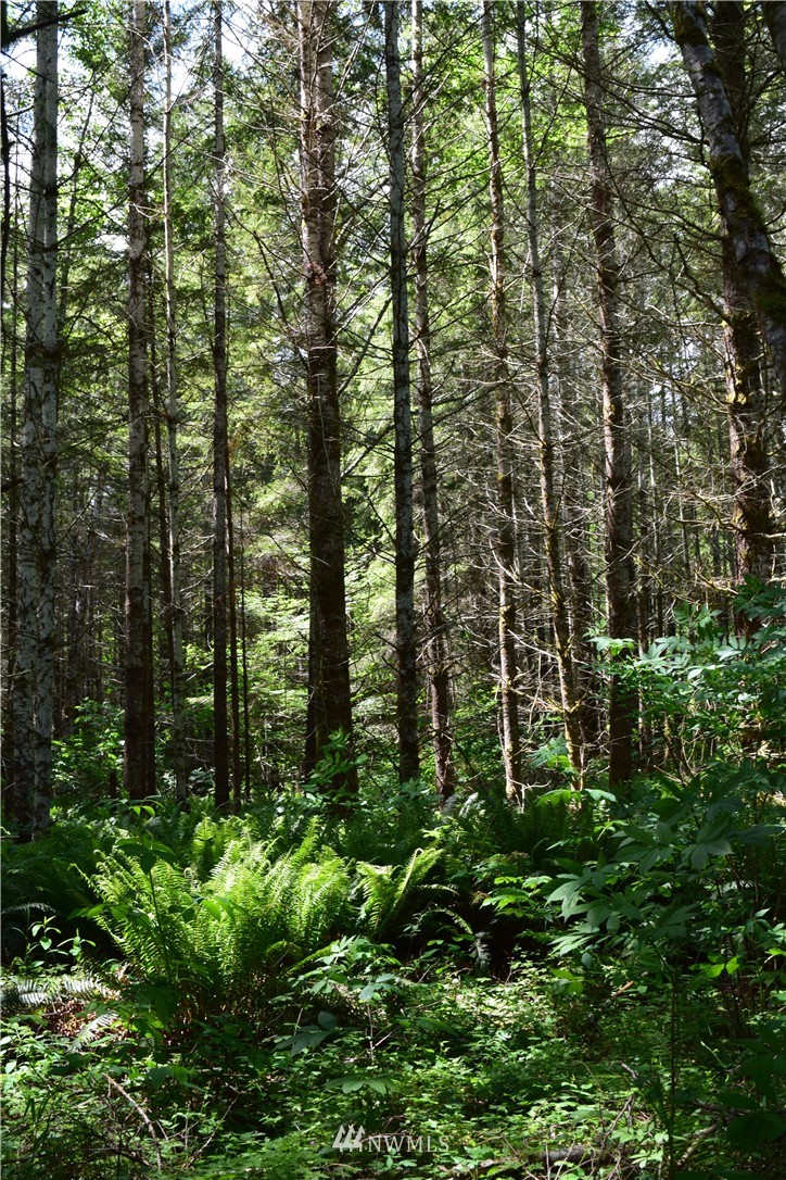 25 Lords Lake Loop Road Quilcene, WA 98376 - Photo 10 of 13