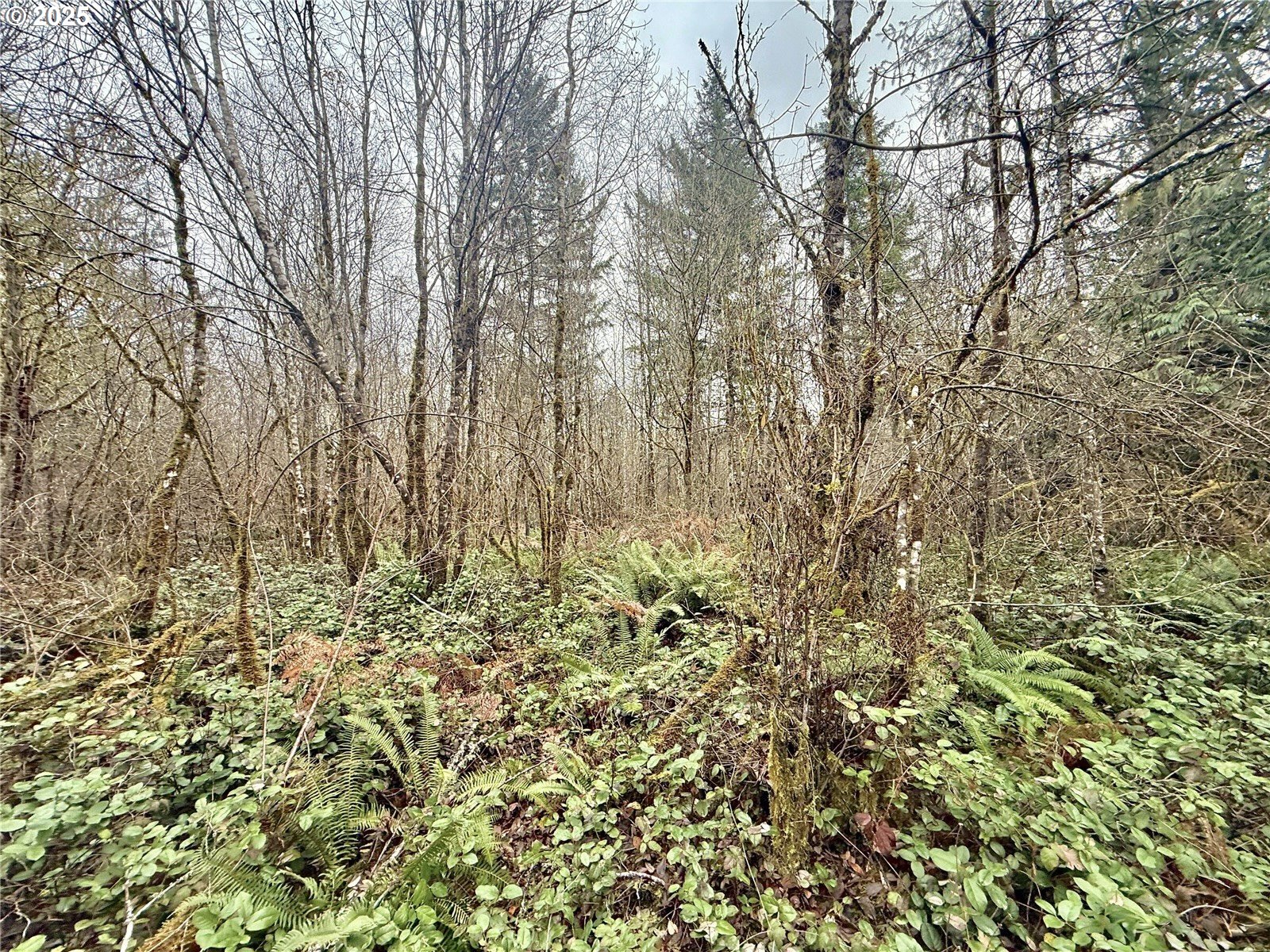 298 Boone Road Toledo, WA 98591 - Photo 11 of 40 a view of a yard with a tree