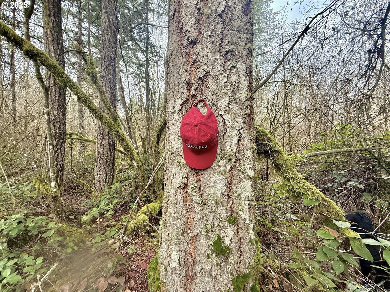 298 Boone Road Toledo, WA 98591 - Photo 12 of 40