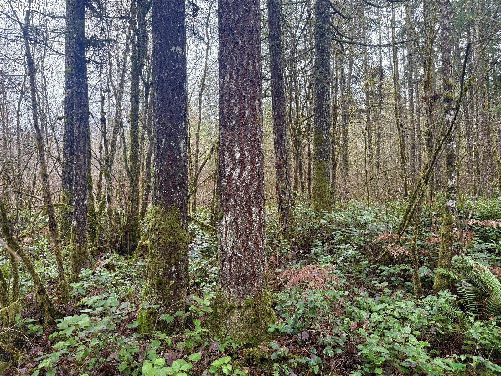 298 Boone Road Toledo, WA 98591 - Photo 20 of 40 a close up of a plant in a garden