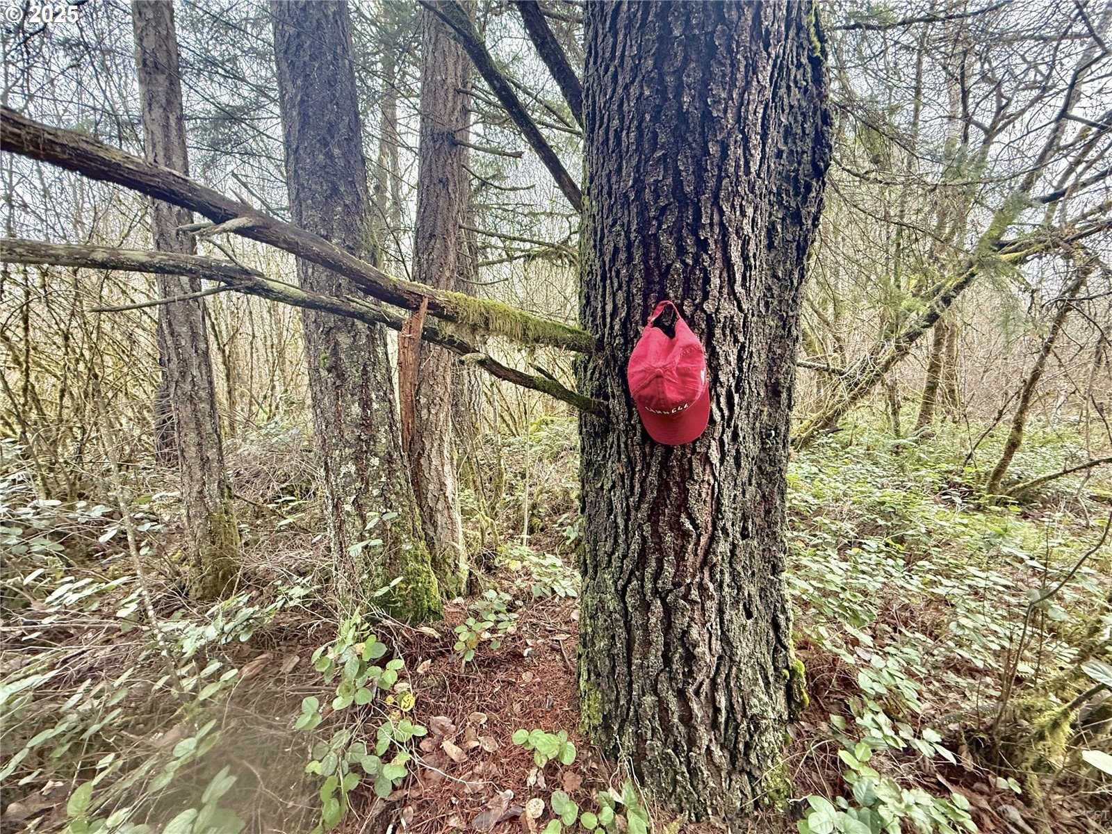 298 Boone Road Toledo, WA 98591 - Photo 21 of 40 a view of swimming pool with a patio and flowers