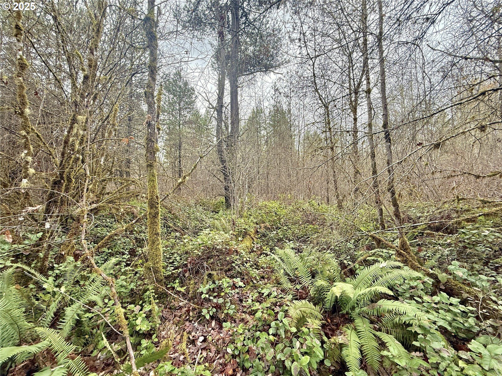 298 Boone Road Toledo, WA 98591 - Photo 22 of 40 a view of a yard with a tree