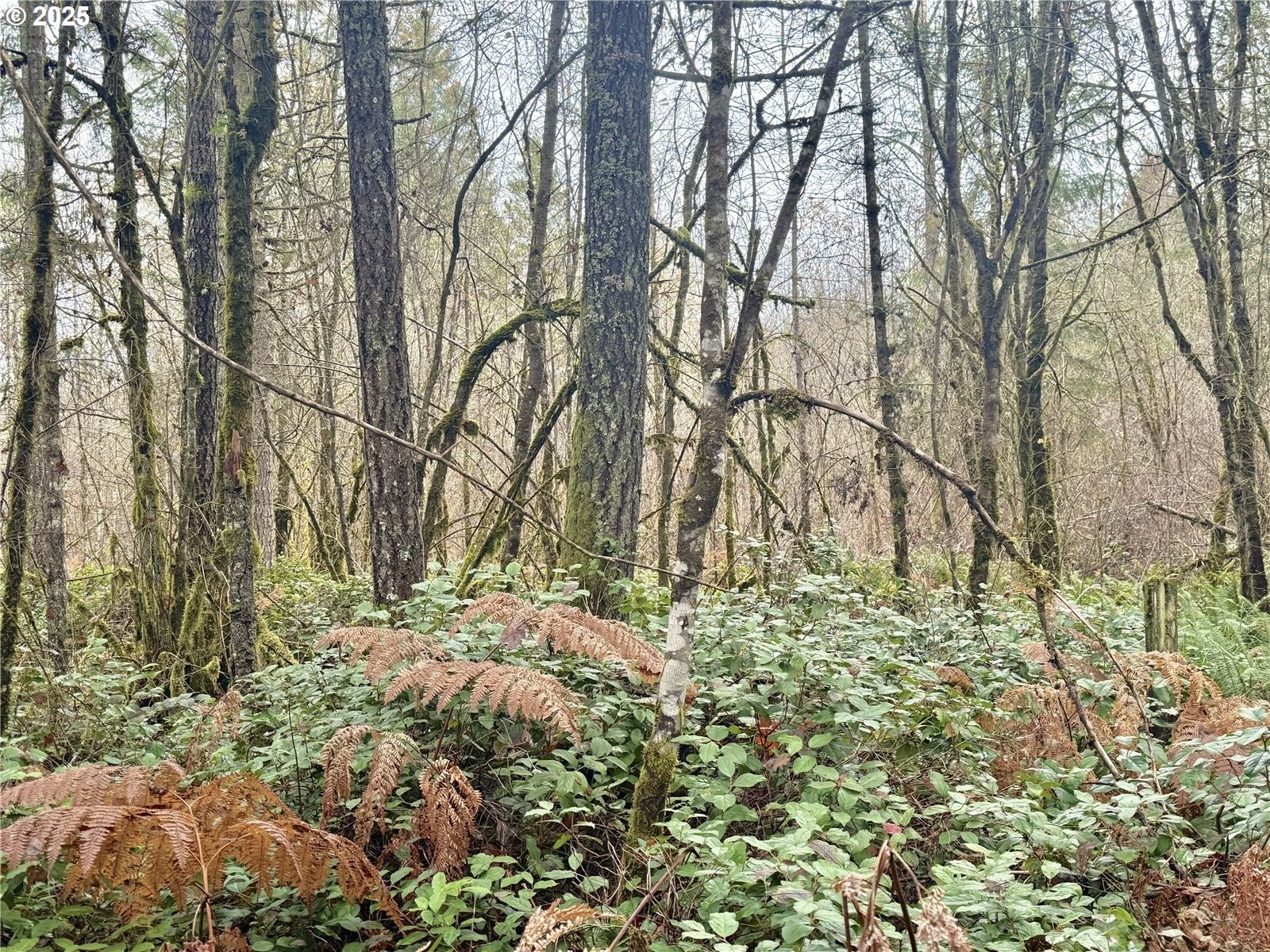 298 Boone Road Toledo, WA 98591 - Photo 23 of 40 a backyard of a house with lots of green space