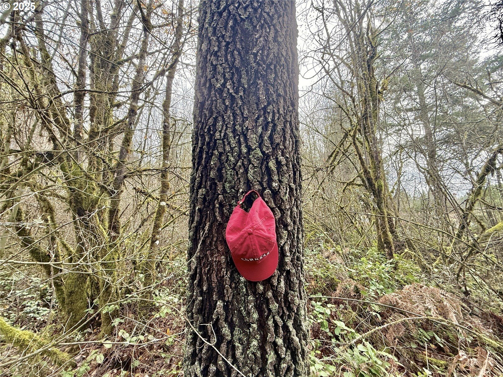 298 Boone Road Toledo, WA 98591 - Photo 25 of 40 a view of entryway with wooden floor