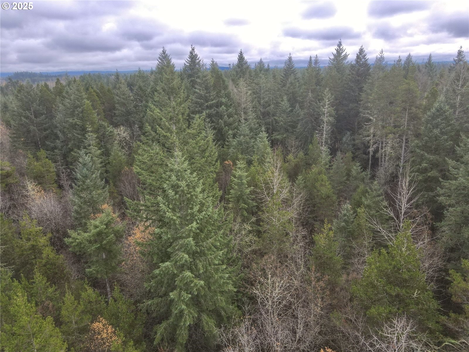 298 Boone Road Toledo, WA 98591 - Photo 27 of 40 a view of a city with lush green forest