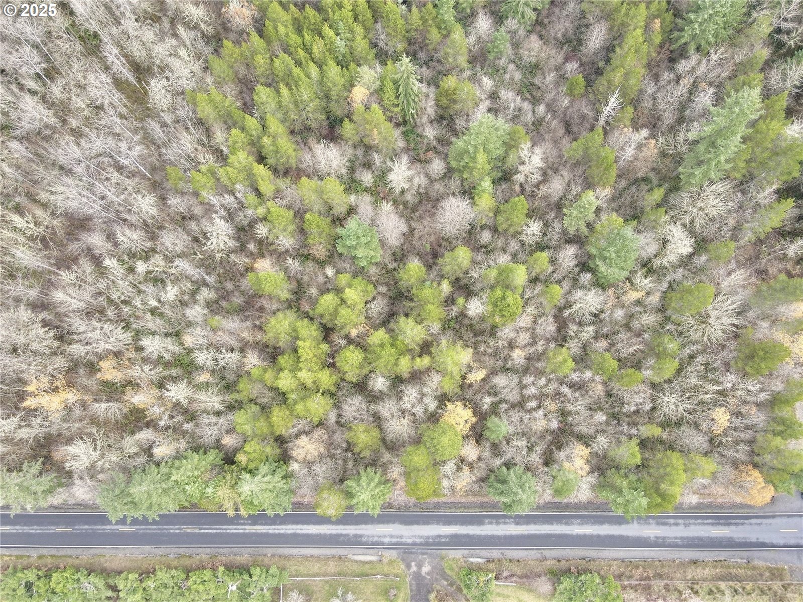 298 Boone Road Toledo, WA 98591 - Photo 28 of 40 a view of a tree with a tree