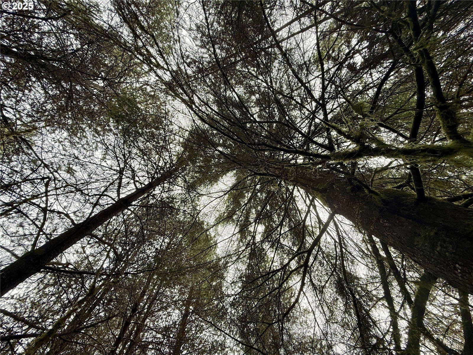 298 Boone Road Toledo, WA 98591 - Photo 29 of 40 a view of tree