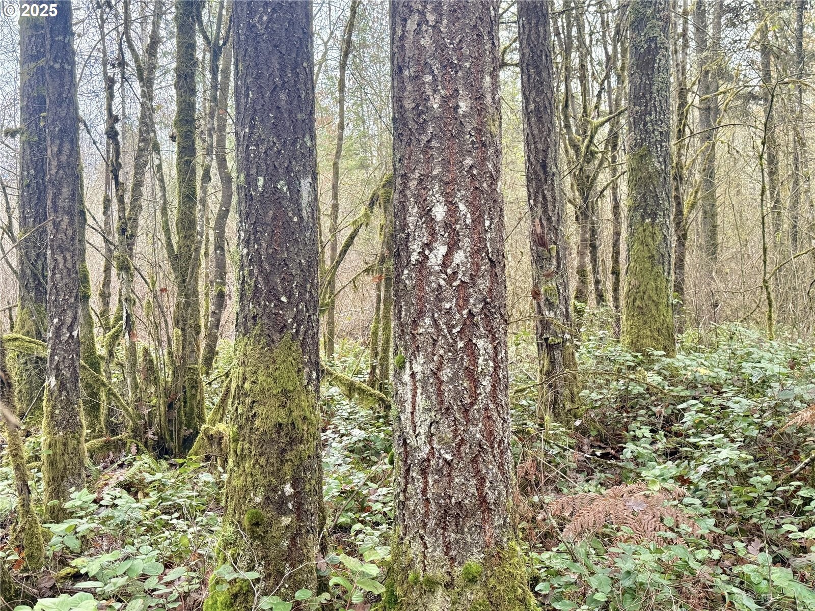 298 Boone Road Toledo, WA 98591 - Photo 3 of 40 a close up of a plant in a garden