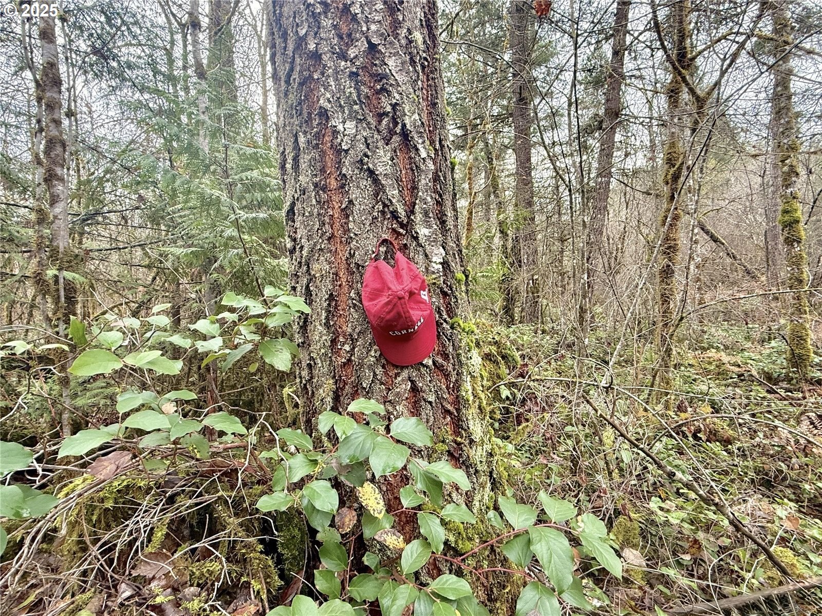 298 Boone Road Toledo, WA 98591 - Photo 31 of 40 a view of a yard