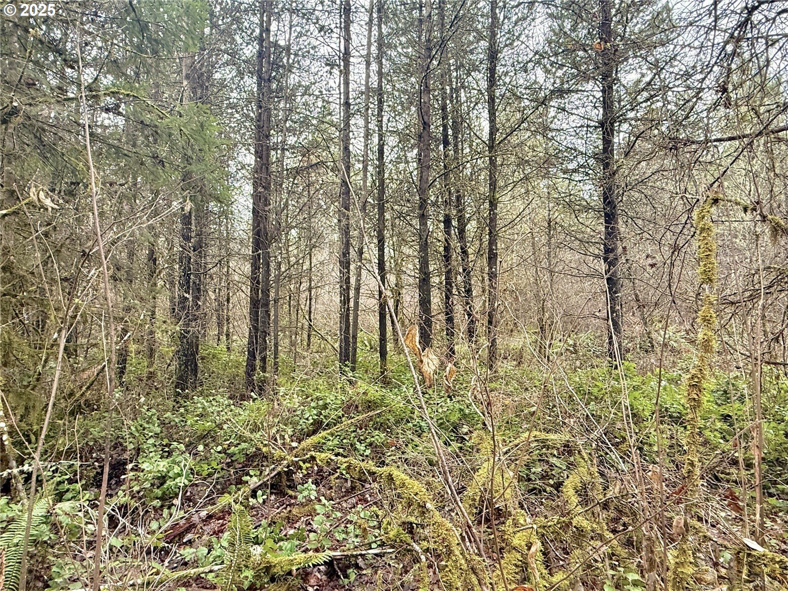 298 Boone Road Toledo, WA 98591 - Photo 32 of 40 a plant is in the middle of a garden