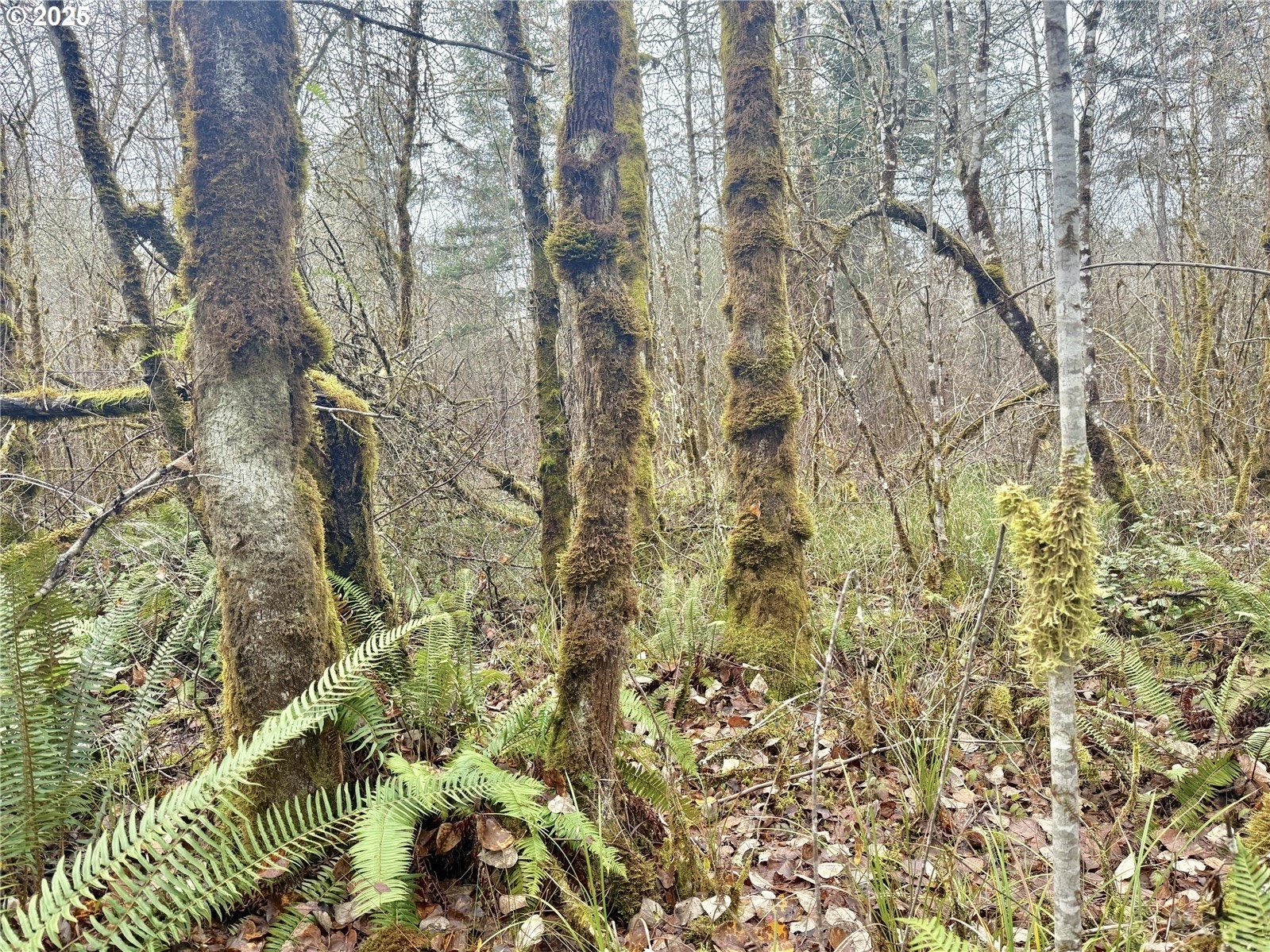 298 Boone Road Toledo, WA 98591 - Photo 34 of 40 a view of a yard