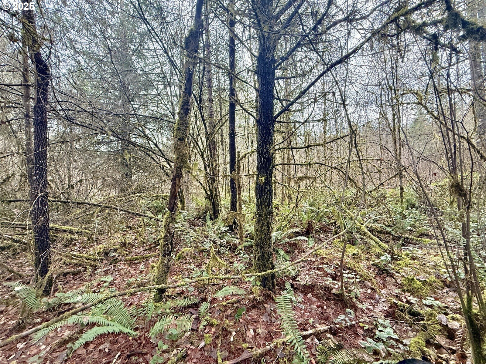 298 Boone Road Toledo, WA 98591 - Photo 36 of 40 a backyard of a house with lots of green space